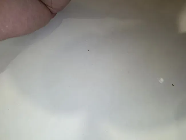 Anale Masturbation mit Milch - sansaniz1964 Anal Video