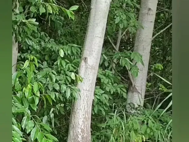 Gefesselt im Wald 2025 - Strapsensklave Anal Video